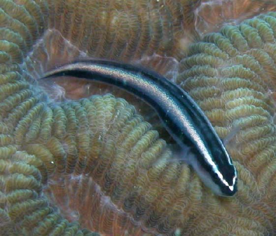 Elacatinus evelynae (Böhlke & Robins, 1968)